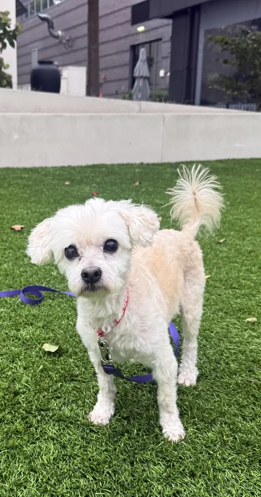 Stevie, Poodles (All Types)