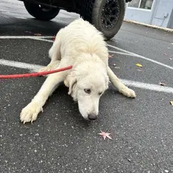 Stray - Dirgie Mine Rd, Great Pyrenees mix