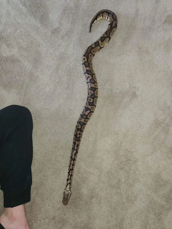 Lucy, Snake