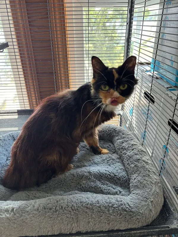 Seraphina, Domestic Long Hair