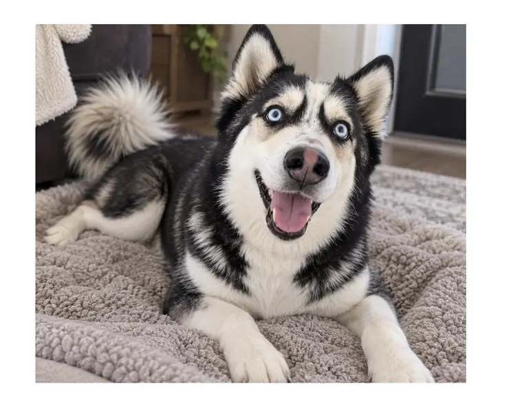 Marshall, Husky