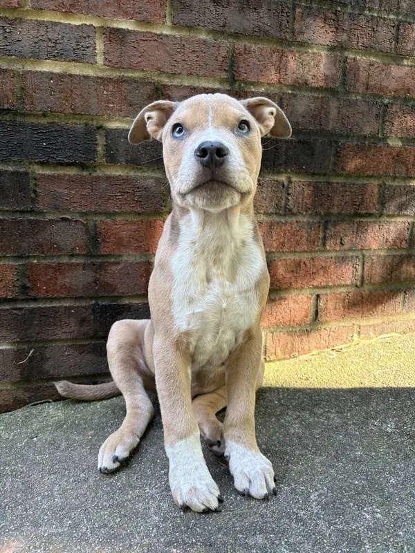 Milo, Boxer