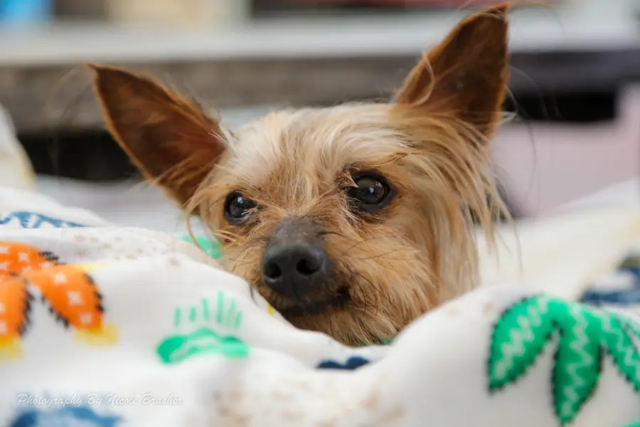 Reggie, Yorkie, Yorkshire Terrier