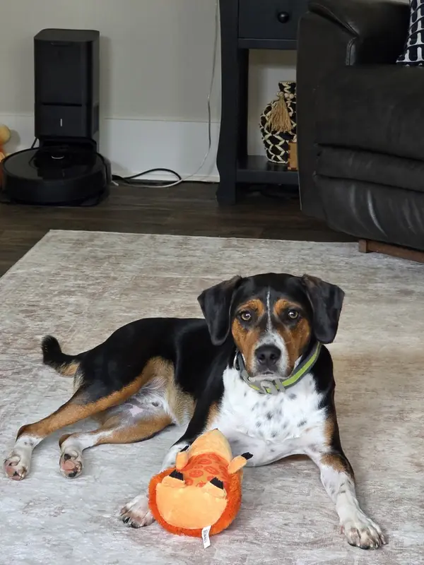 Henry, Beagle