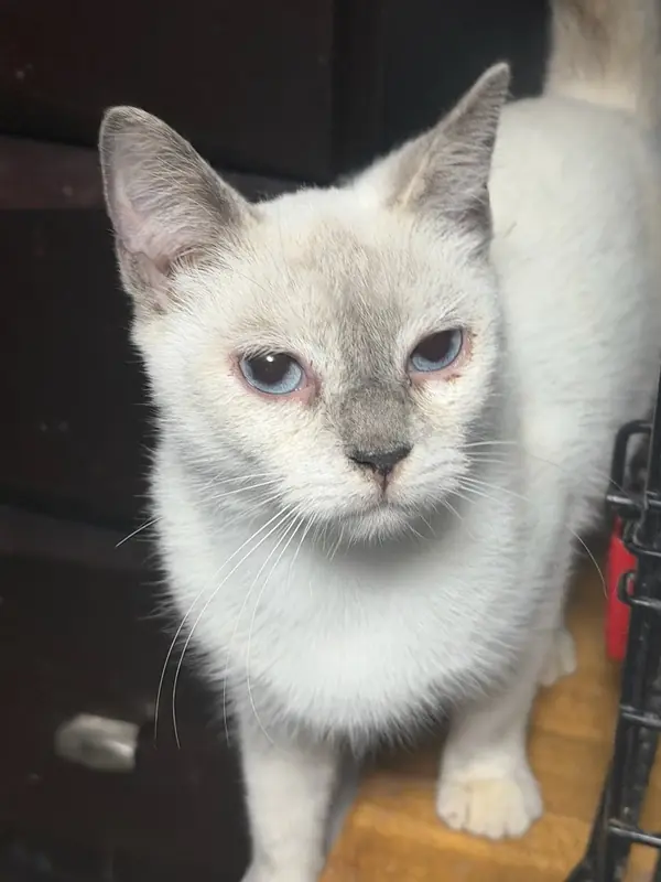 Cuddles, Domestic Short Hair and Siamese mix