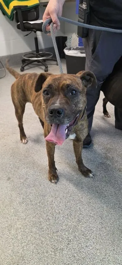 Bella, Boxer and Pit Bull Terrier