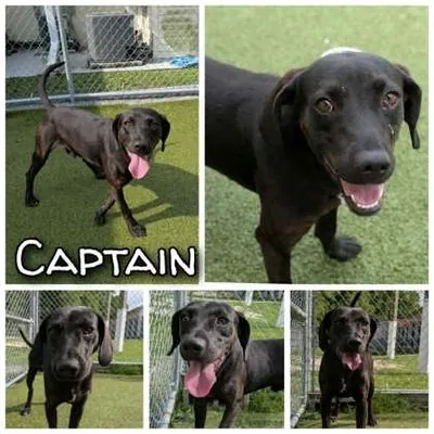 Captain, Plott Hound mix