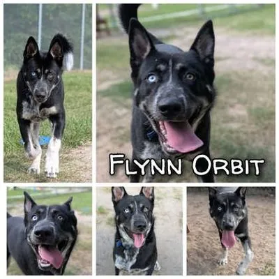 Flynn Orbit, Siberian Husky and German Shepherd Dog