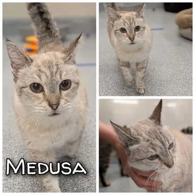 Medusa, Siamese mix