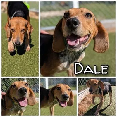 Dale, Beagle mix