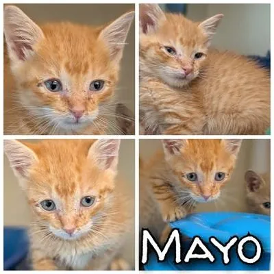 Mayo, Domestic Shorthair mix