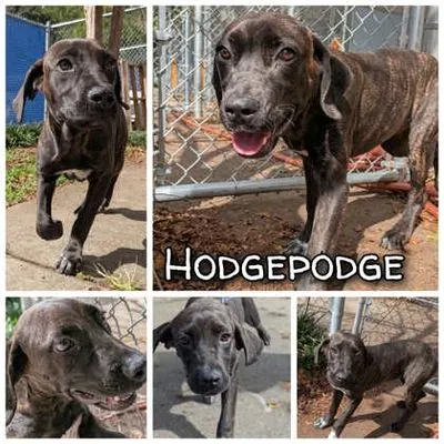 Hodgepodge, Mastiff mix