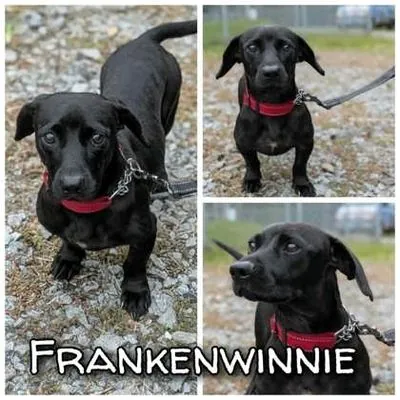 Frankenweenie, Dachshund mix