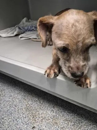 No name yet, dog