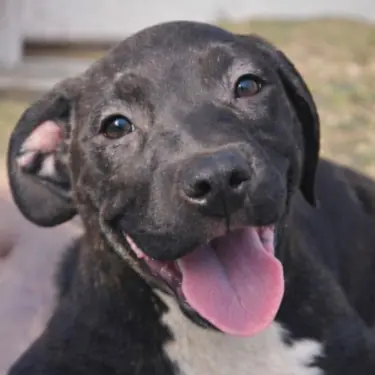 Velma Adoption Pending, Pit Bull mix