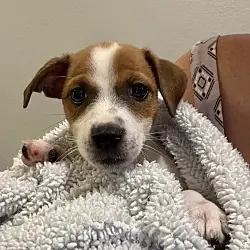 HeiHei, Jack Russell Terrier mix