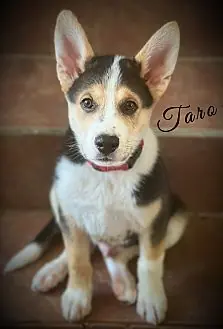 Taro, Australian Shepherd and Husky mix