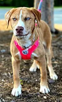 Britney Joyce, Golden Retriever and Australian Shepherd mix