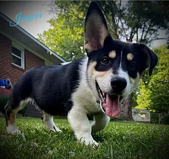 Jasper, Corgi and Australian Shepherd mix