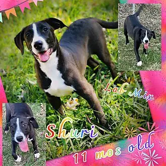 Shuri, Labrador Retriever