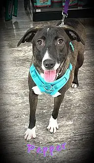 Pepper, Labrador Retriever