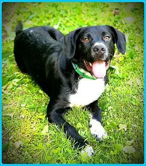 Khai, Beagle and Labrador Retriever mix