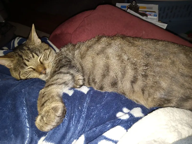 Decibel, Domestic Short Hair