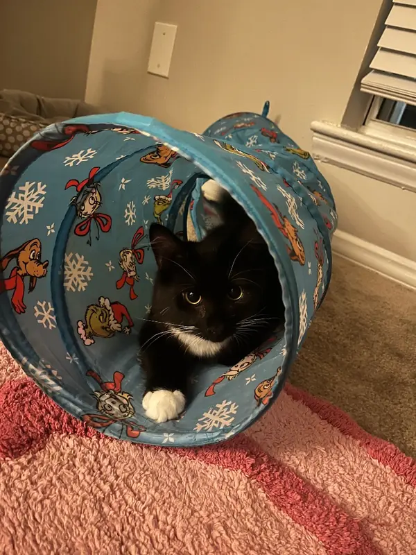 Onyx Sky, Domestic Medium Hair