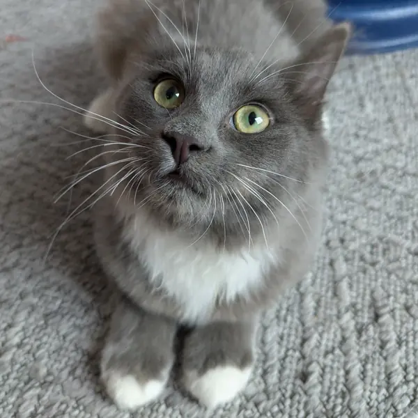 Zig Zag, Domestic Medium Hair
