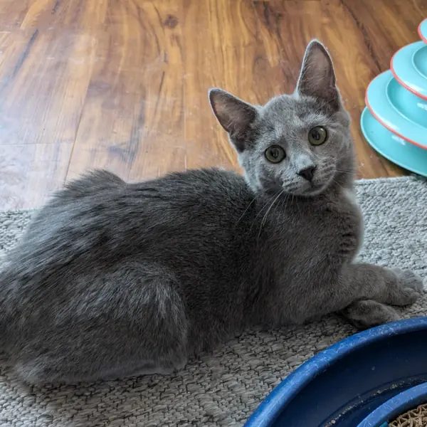 Preston, Domestic Short Hair