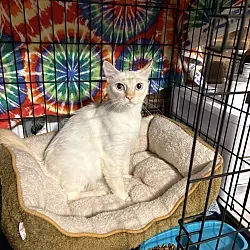 Marie Fluffinton, Siamese