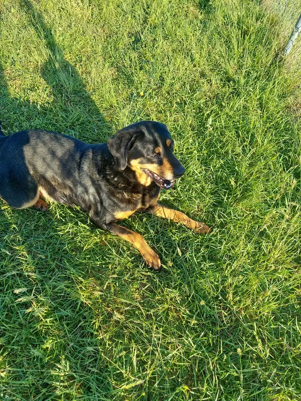 Billie, Rottweiler