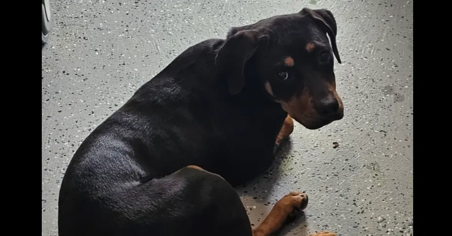 Jabba, Rottweiler