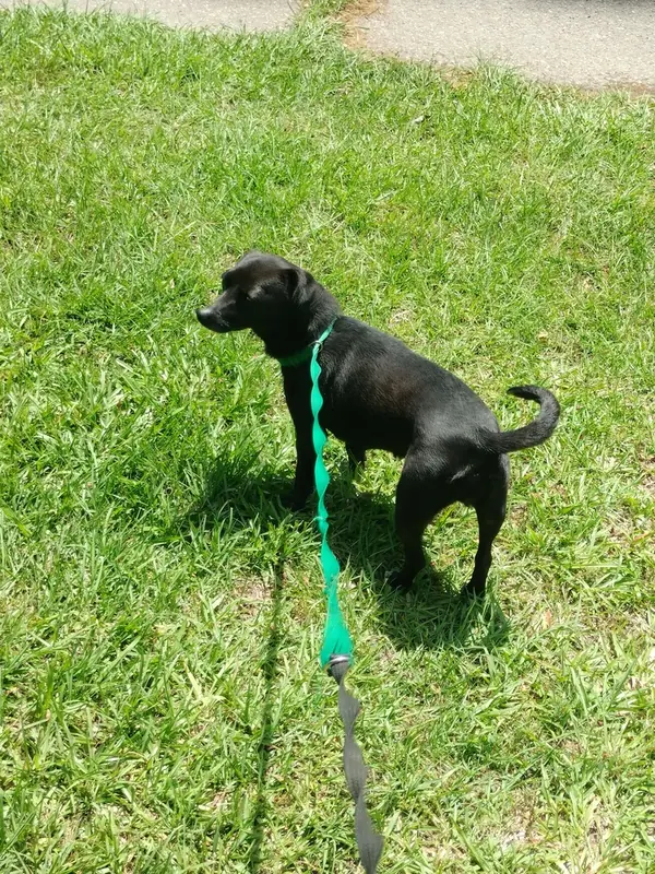 Erida, Terriers (Small)