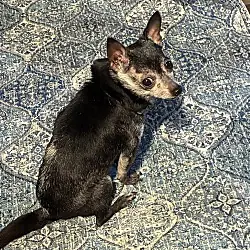 Elvis, Chihuahua