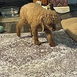 Rusty, Poodle (Miniature) mix
