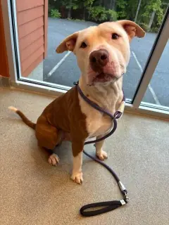 Petey, Pit Mix mix