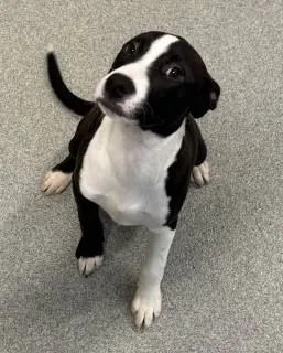 Zuri, Heeler mix