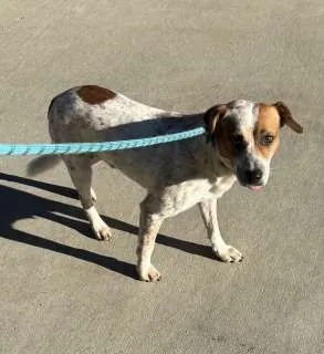 Ozzy, Heeler mix