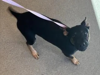 Bacon Bit, Shep Mix mix
