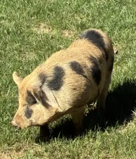 Pigcasso, Pot Belly mix