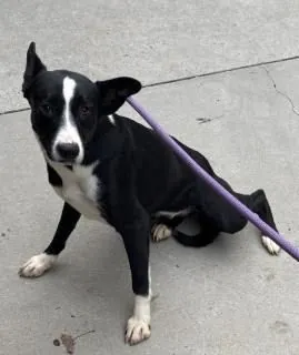 Loretta, Border Collie mix