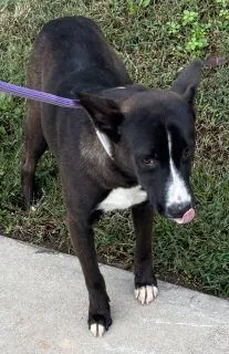 Reba, Border Collie mix