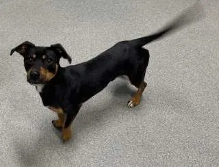 Gus, Terrier Mix and Dach Mix mix