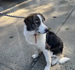 Colby, Great Pyrenees mix