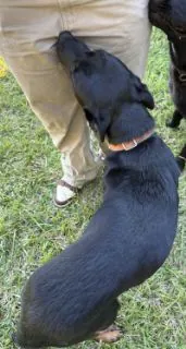 Jack, Rotti Mix mix