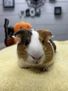 Twinkles, Guinea Pig mix
