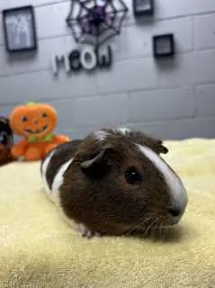 Tinktink, Guinea Pig mix