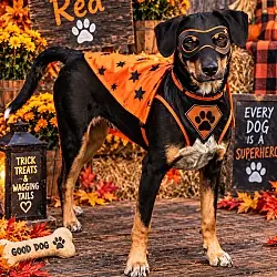 Red, Australian Cattle Dog Terrier (Unknown Type, Medium) mix