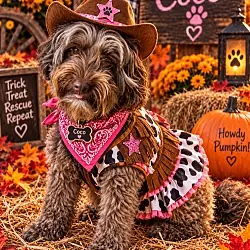 Coco, Poodle (Miniature) Australian Shepherd mix